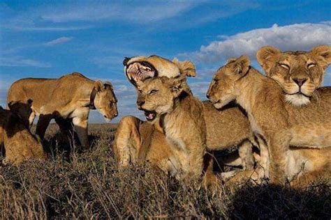 9头雄狮组成的联盟，成为史上狮子数量最多的雄狮联盟_哔哩哔哩_bilibili