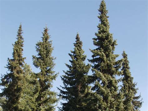 Picea pungens: Complete guide to blue spruce care, characteristics, and ...