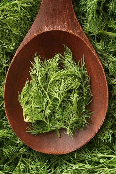 11 Best Dill Substitutes (Substitutes for Fresh Dill Weed and Dill ...