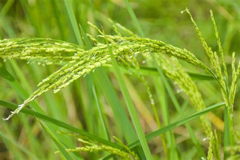 rice grow wildly on a beautiful farm in Thailand 17025453 Stock Photo ...
