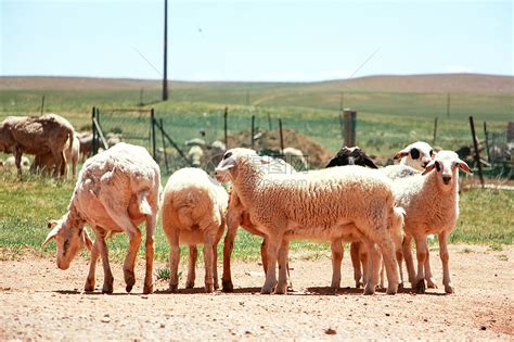 吃草的小绵羊图片-农场里的一群吃草的小绵羊素材-高清图片-摄影照片-寻图免费打包下载