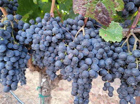 Gallery | Laguna Canyon Winery