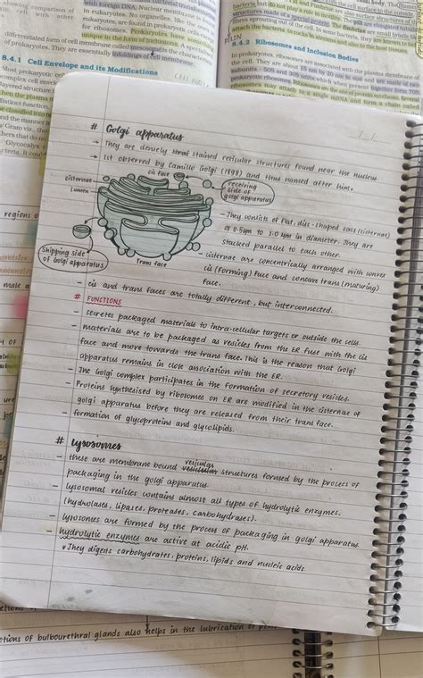 Golgi apparatus lysosomes notes – Artofit