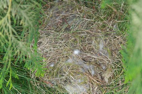 Do Rabbits Make Multiple Nests at Mike Lyles blog