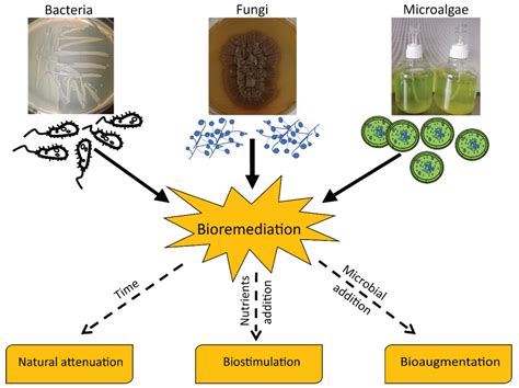 Microorganisms Bacteria And Fungi