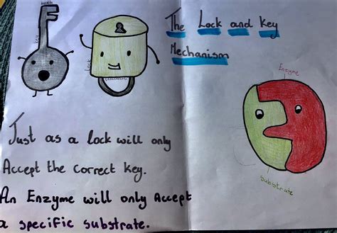 Enzymes Lock And Key Animation
