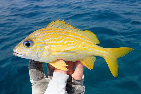 French Grunt | Mexican Fish.com