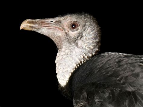 African Vulture Species
