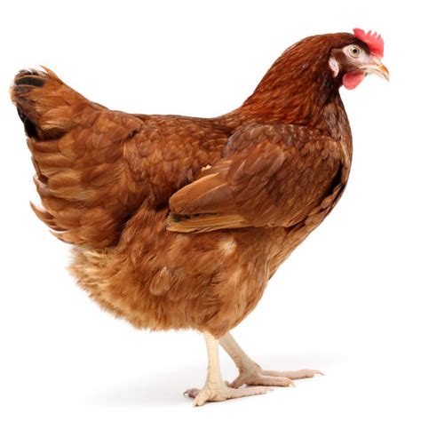 Image result for Hen Design Algorithm