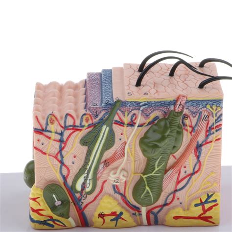 Image result for Skin Tissue Texture Mapping