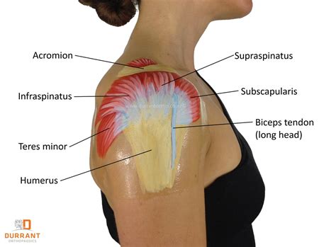 Muscles In Your Shoulder