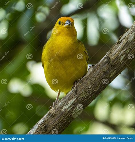 Small Yellow Birds