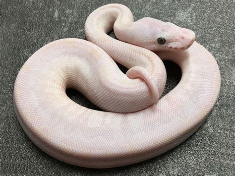 Image result for Super Bamboo Ball Python