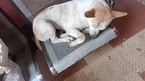 Canine rescue: Dog smuggling group arrested in Guwahati | Times Now