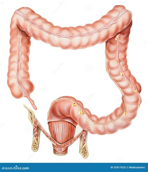 Image result for Appendix Science
