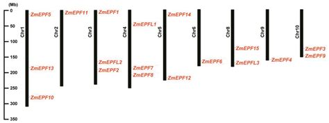 Investigation on the Potential Functions of ZmEPF/EPFL Family Members ...