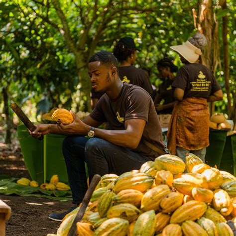 OHENE COCOA ECO TOURISM (2026) All You Need to Know BEFORE You Go (with ...