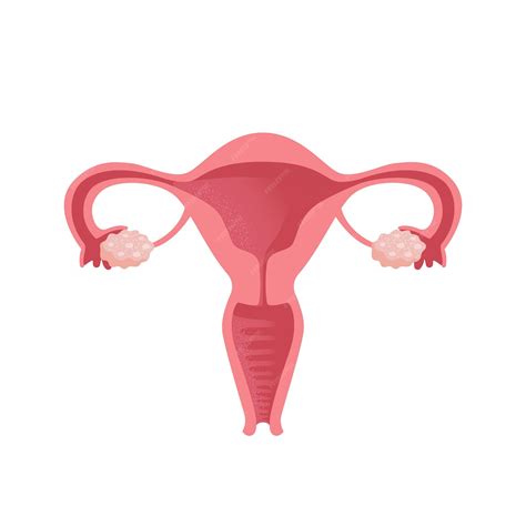 Premium Vector | Uterus Women Health Female reproductive system cycle Human anatomy Diagram of ...