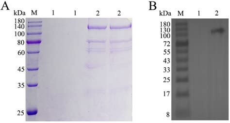 A Tetravalent Recombinant Subunit Vaccine Provides Protection Against ...