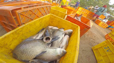 How Overcrowding, Antibiotics And Other Practices Are Affecting Fish In ...