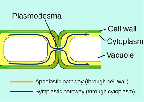 Image result for Apoplastic Pathway Model Kit