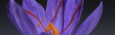 Saffron: Why colour, aroma, and patience matter more than price ...