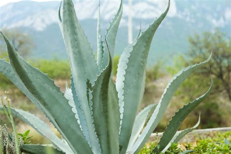Agave Americana : Plantation, culture et entretien [Conseils]