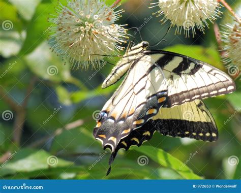 Eastern Swallowtail Butterfly on Button Bush Stock Image - Image of ...