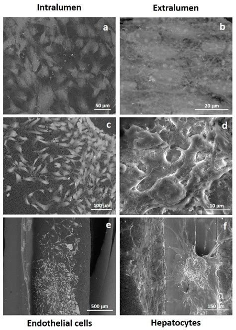 Poly(ε-Caprolactone) Hollow Fiber Membranes for the Biofabrication of a ...