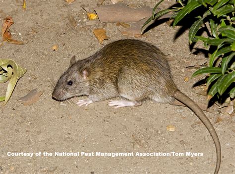 Rat Information for Kids: Fun Rodent Facts for Students