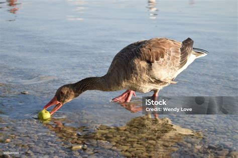 Python Eat Goose 的图像结果