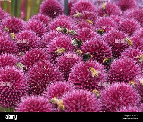 Purple allium globemaster plant hi-res stock photography and images - Alamy