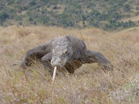 Komodo Dragon Facts The Garden Of Eaden Komodo Dragon The Living