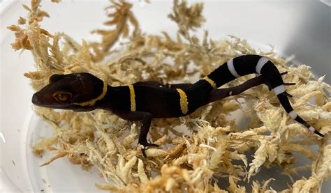 Chinese Cave Gecko (Goniurosaurus hainanensis)