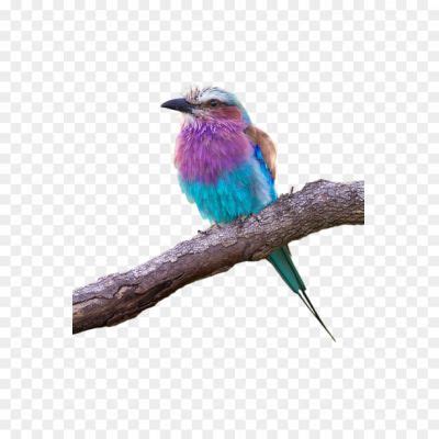 Bul Bul Png_32808u0WE8U02 - Pngsource