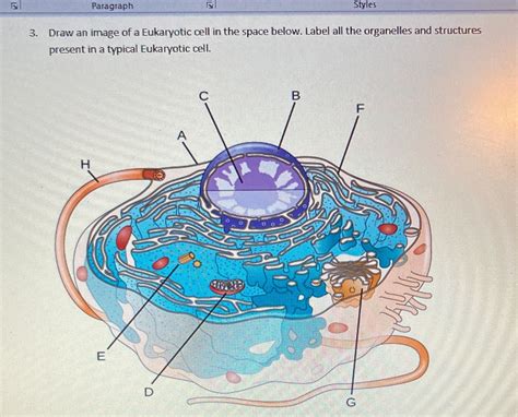 [Solved] Label all organelles present in a typical eukaryotic cell ...