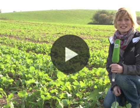 Pflanzenbau-Tipp: Was hilft bei Kohlfliegen im Raps? | agrarheute.com