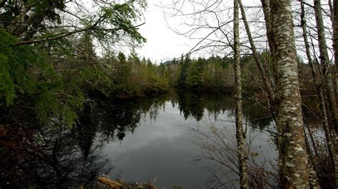 Download wallpaper 1920x1080 lake, trees, gloomy, ate full hd, hdtv ...