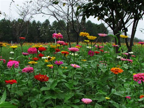 如何正确地种植百日菊（时间、方法、技巧，让你轻松拥有美丽花园）_花植网