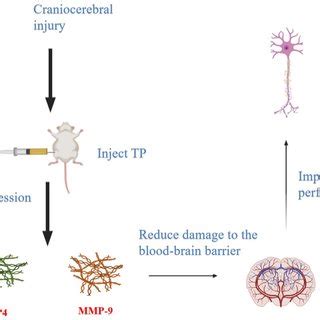 Image result for Torin1 Intraperitoneal Injection