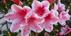coltivare azalee in vaso azalea come curare e coltivare le azalee in vaso e in coltivare azalee in vaso azalea come curare e coltivare le azalee in vaso e in
