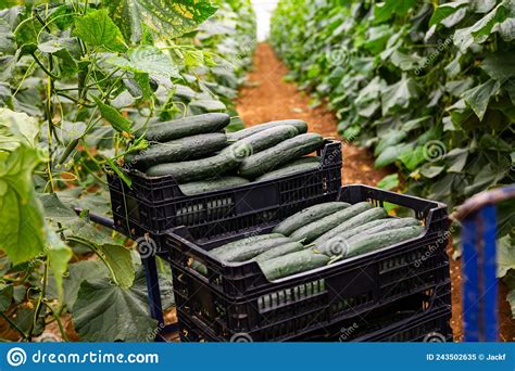 Boxes with Freshly Harvested Cucumbers in Hothouse Stock Image - Image ...