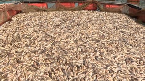 More than 1 million fish die in South Korea - CGTN