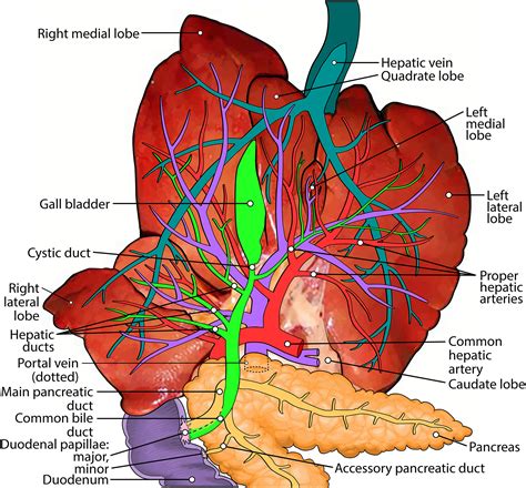 Cat Liver Lobes Caudate
