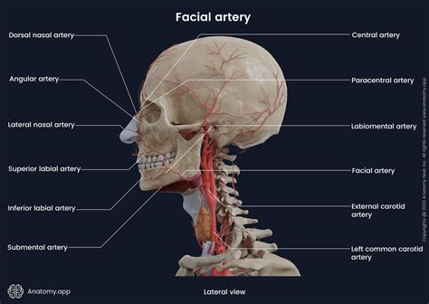 Facial artery | Anatomy.app