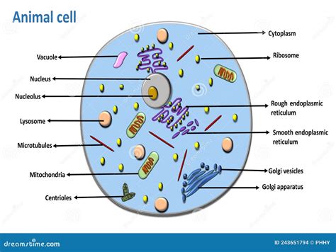 Diagram of Animal Cell Eukaryotic Cell Labeled Stock Vector ...
