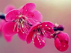 fior di ciliegio lotus flower cherry blossoms fior di ciliegio lotus flower cherry blossoms