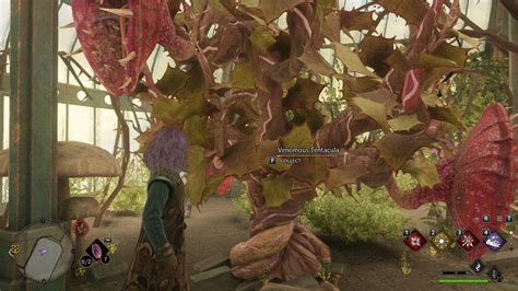 Where To Find a Venomous Tentacula in Hogwarts Legacy