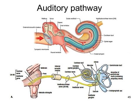 Process Models of the Auditory System 的图像结果