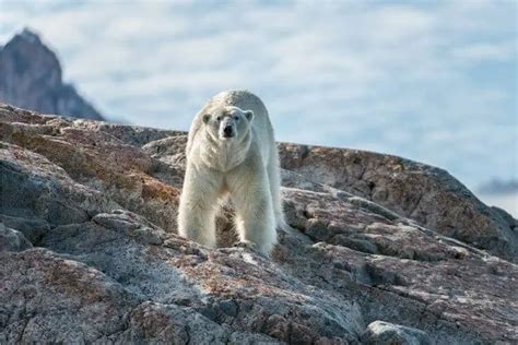 Species 的图像结果